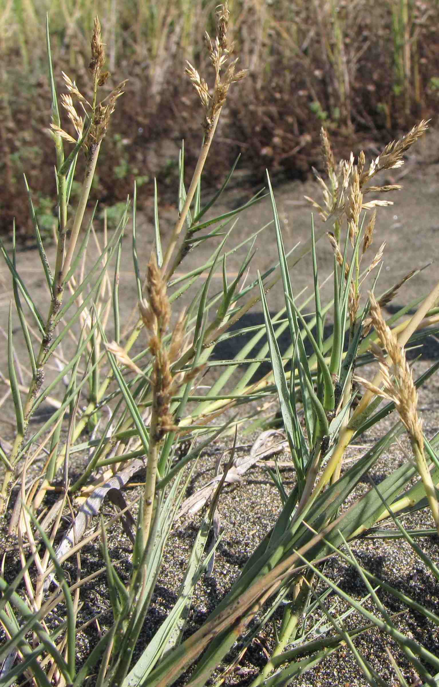 Sporobolus pungens